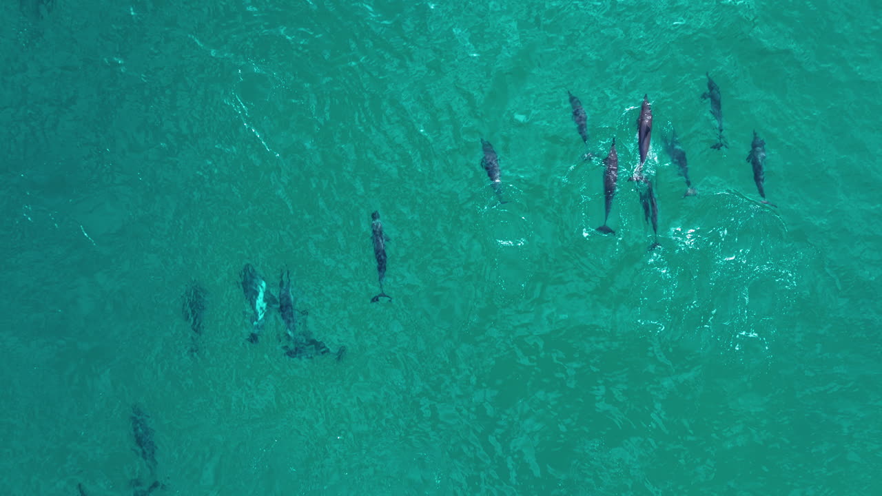 A Pod of Dolphins Swimming in Clear Turquoise Ocean Water from Above
