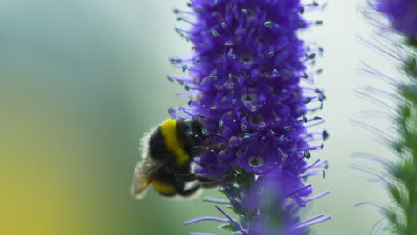 Abejorro-En-La-Flor-Morada-Disfrutando-Y-Recogiendo-Polen-Delicioso-En-Verano,-Tiro-Macro-En-Foco