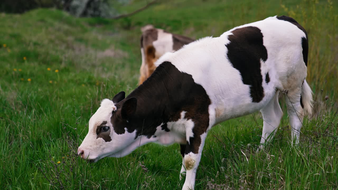 Calf grazing on a meadow. White and black little cow eating green grass on pasture in spring.