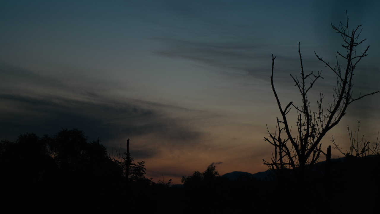 Nightfall over barren forest, dusk, evening sky