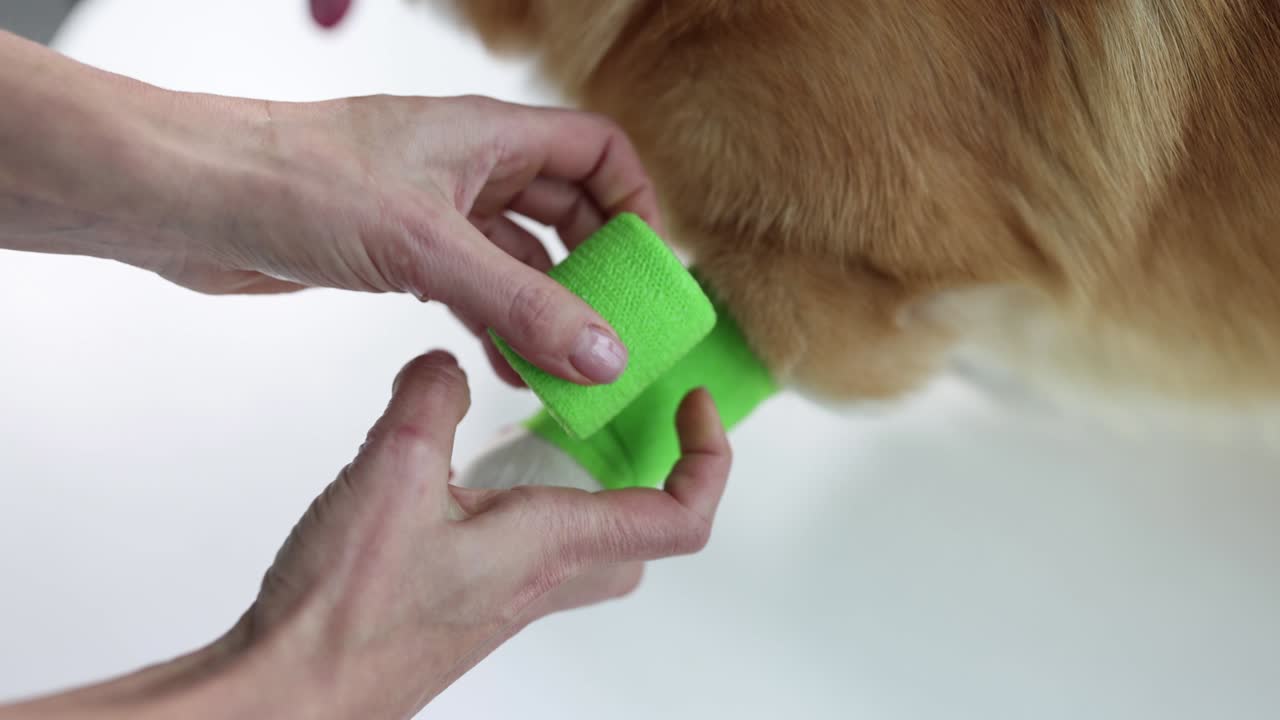 médico veterinario vendaje pata dolorida de perro en la clínica primer plano 4k película en cámara lenta