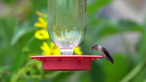 a humming bird drinking out of a sugar water feeder