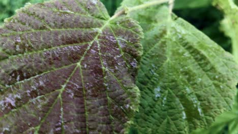 raindrops on the green leaves of a young deciduous tree, close-up. natural forest pattern, texture, background, graphic resources. ecology, environment, ecosystem, botany, gardening, seasons, summer