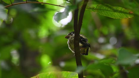 black-and-yellow broadbill, eurylaimus ochromalus, a fledgling in kaeng krachan national park, thailand