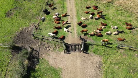 using a drone to muster cattle in australia