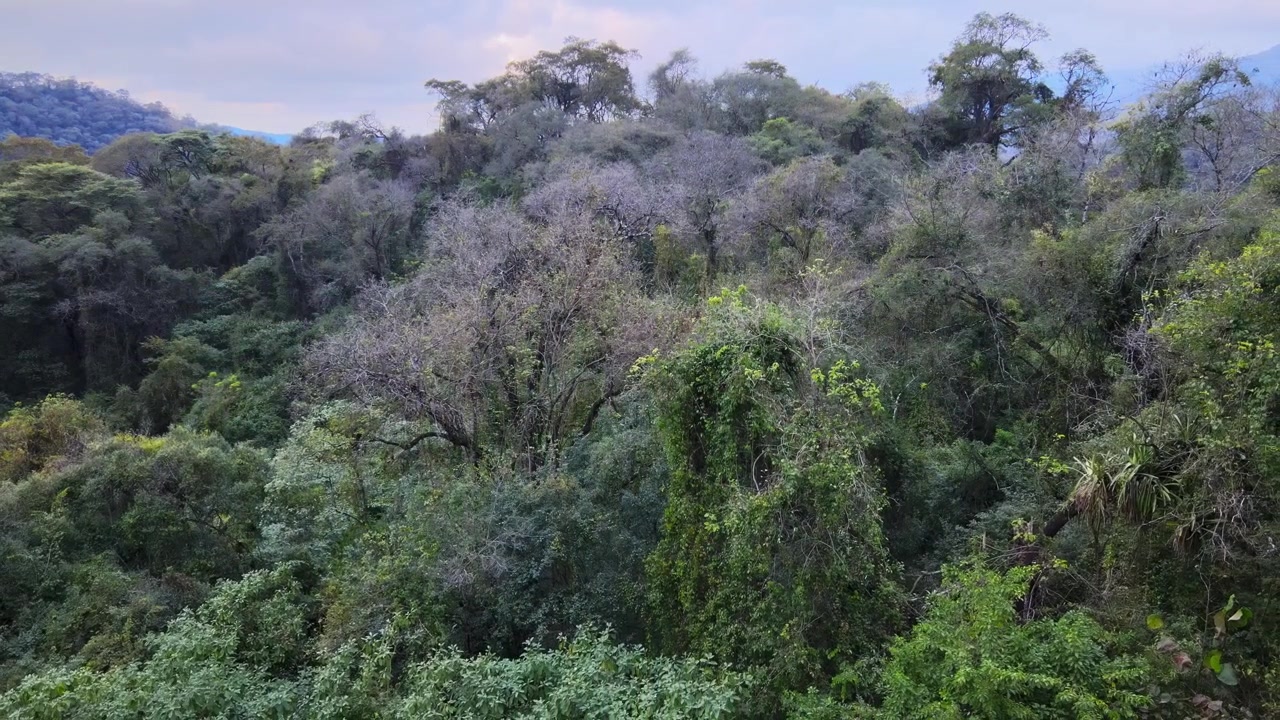 La fitta foresta nebulosa delle Yungas riempie l'inquadratura con la volta arborea stratificata e le colline in lontananza sotto una soffice luce serale, vista da un'angolazione statica elevata del drone