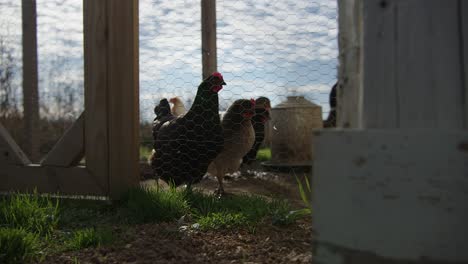 hens inside of chicken coop on hobby farm wide