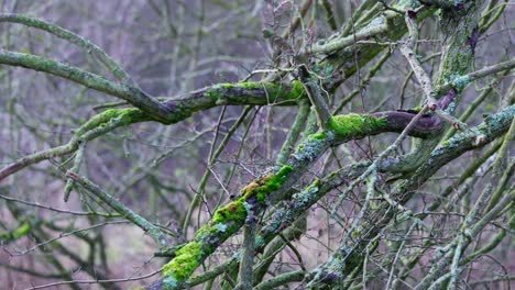 Waldblick-Auf-Einen-Hohen,-Mit-Moos-Bedeckten-Baum