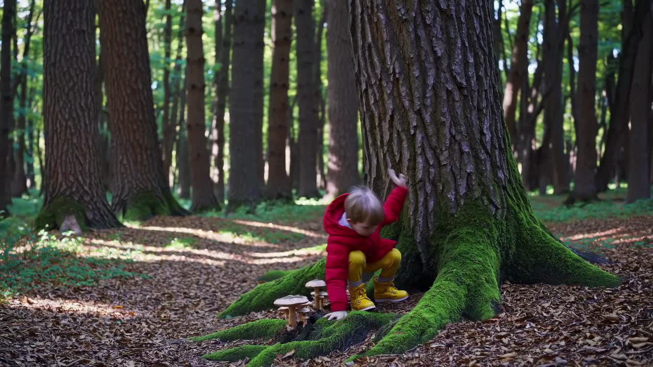 A child in a red jacket explores a mossy tree base in a forest. Captured at eye level, the video