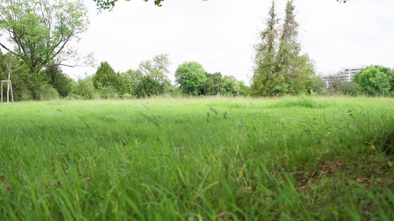 Il tronco di un albero in primo piano con una panoramica a sinistra rivela un lussureggiante prato di erba alta, alberi sparsi e un edificio distante sulla destra sotto un cielo coperto. Calmo paesaggio di un parco primaverile.