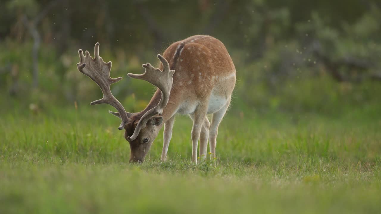 disparo medio de un venado macho pastando en un prado al atardecer luego mirando hacia arriba y cepillando insectos con sus orejas y cola