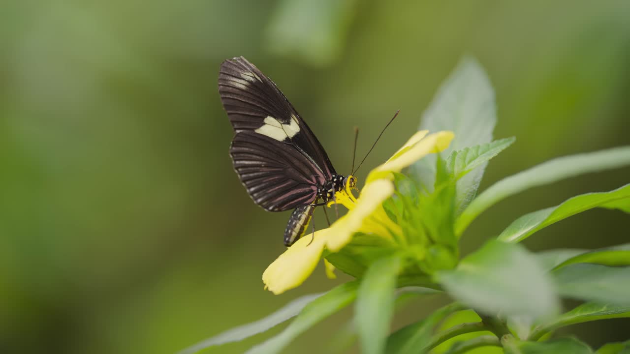 красочная бабочка изящно обедает на солнечно-желтом цветке