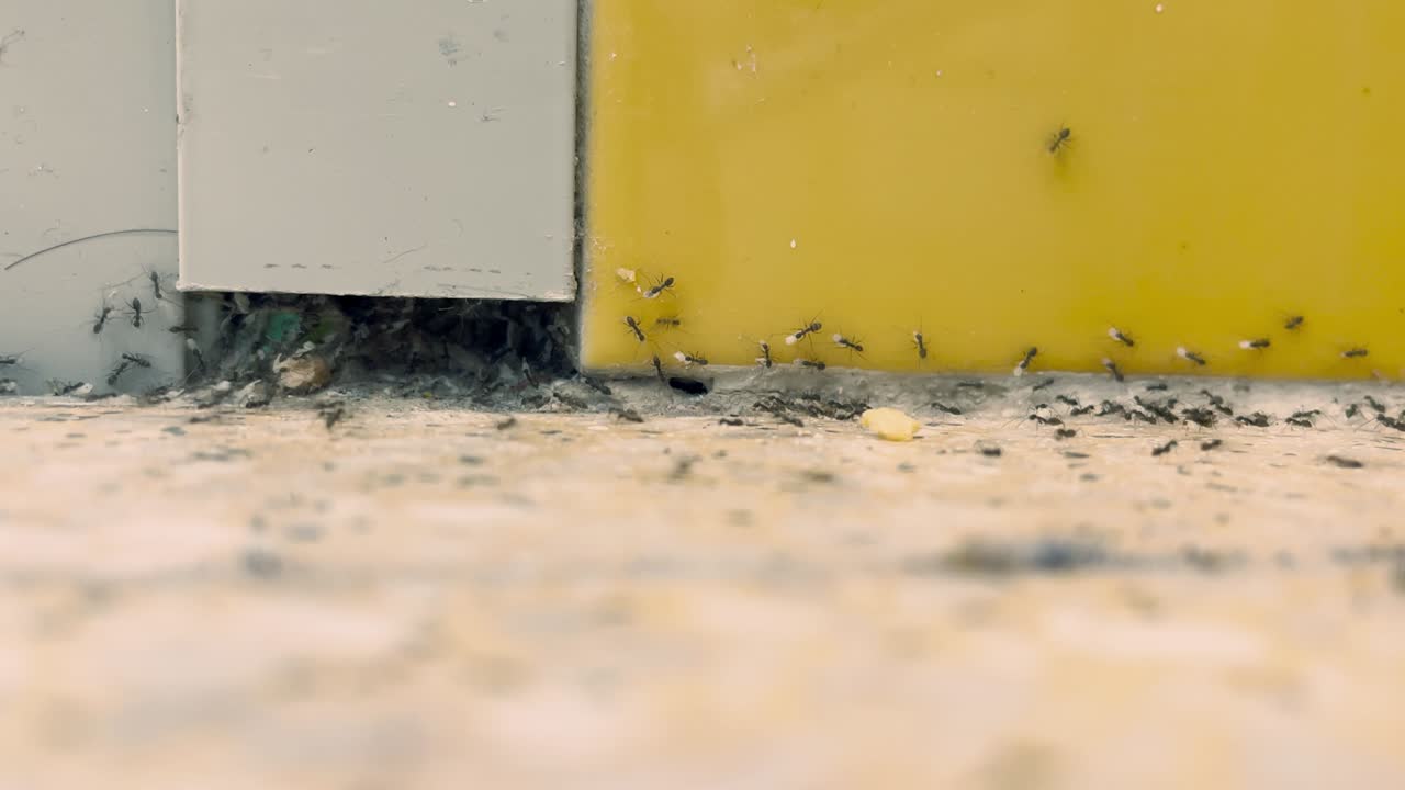 Black ants transfer larvae to a new nest