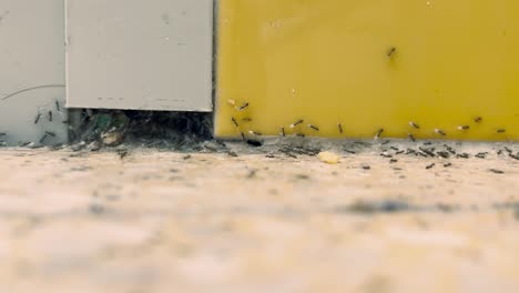 black ants transfer larvae to a new nest