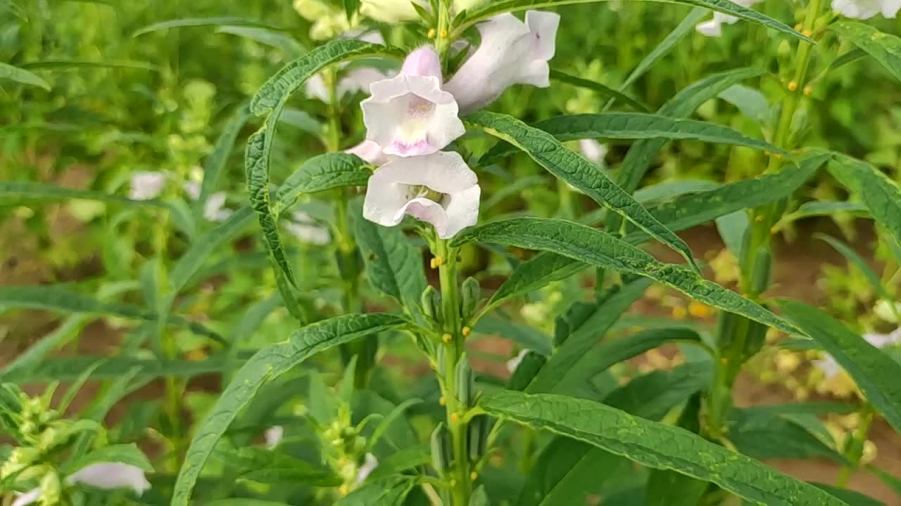 꽃이 피는 수박 작물, 꽃이 핀 수박 꽃, 클로즈업 영상