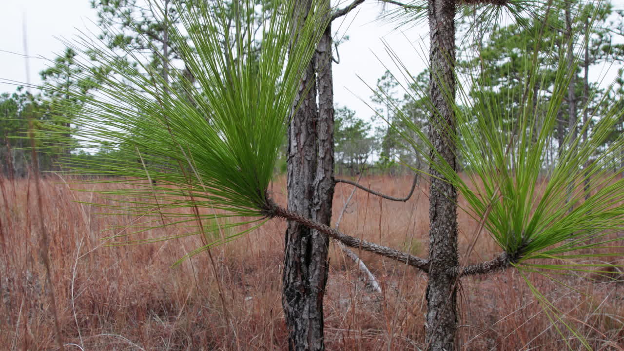 necesidades de pino de hoja larga de tiro ajustado en un bosque de pinos de hoja larga