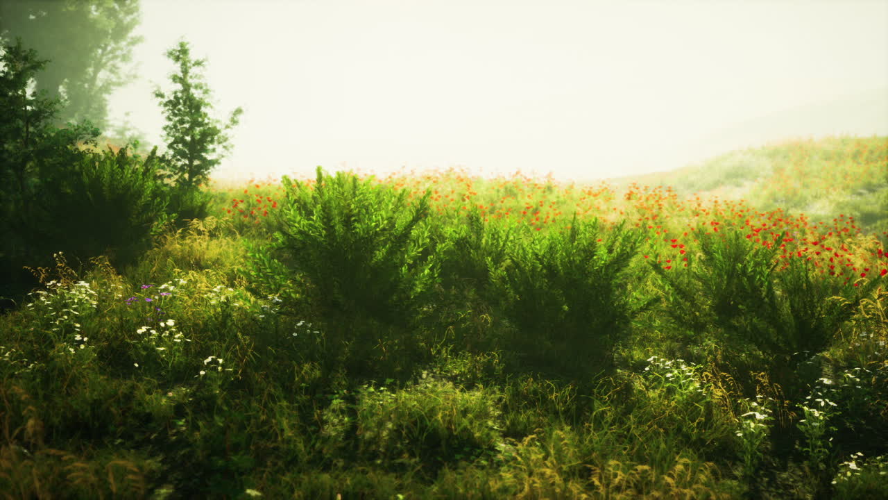 hermoso campo verde con flores silvestres y niebla