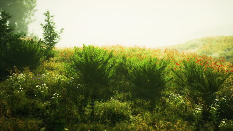 beautiful green field with wildflowers and fog