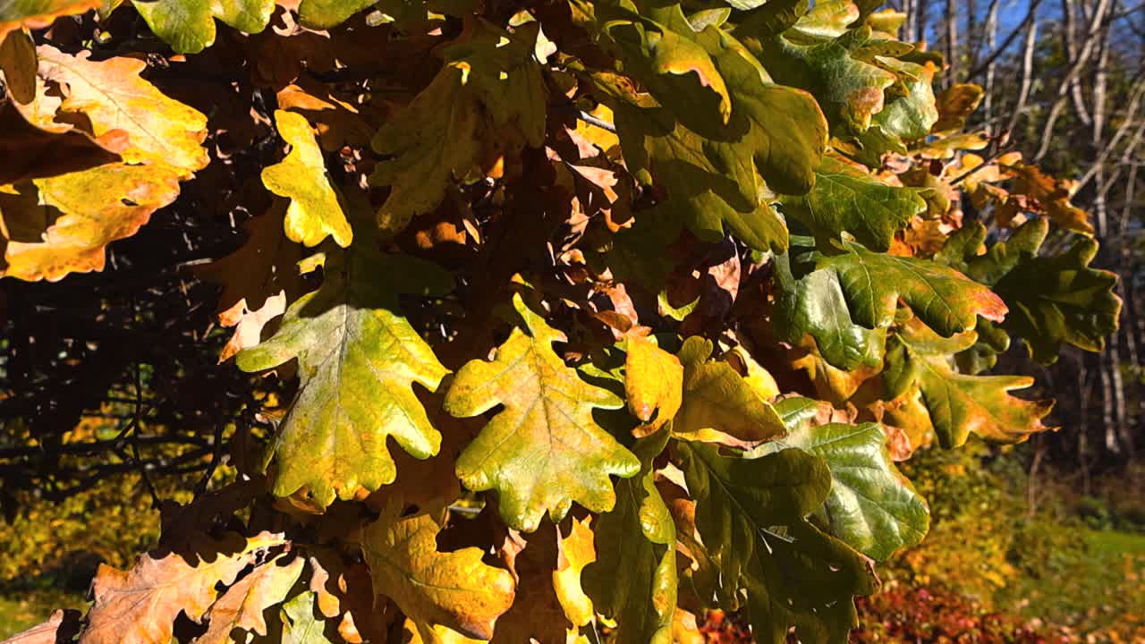 Close up view orbiting and spinning around golden brown and yellow oak tree leaves during autumn sunny and warm day with wind moving the leaves slowly. Bokeh blurry background, shallow depth of field