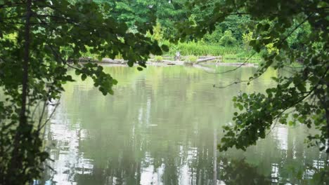 Peaceful-current-of-river-slowly-flowing-through-forest