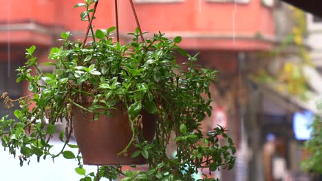 hanging plant in the rain