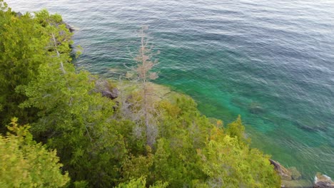 flying near pine tree tops revealing cliff shoreline in bruce peninsula, georgian bay