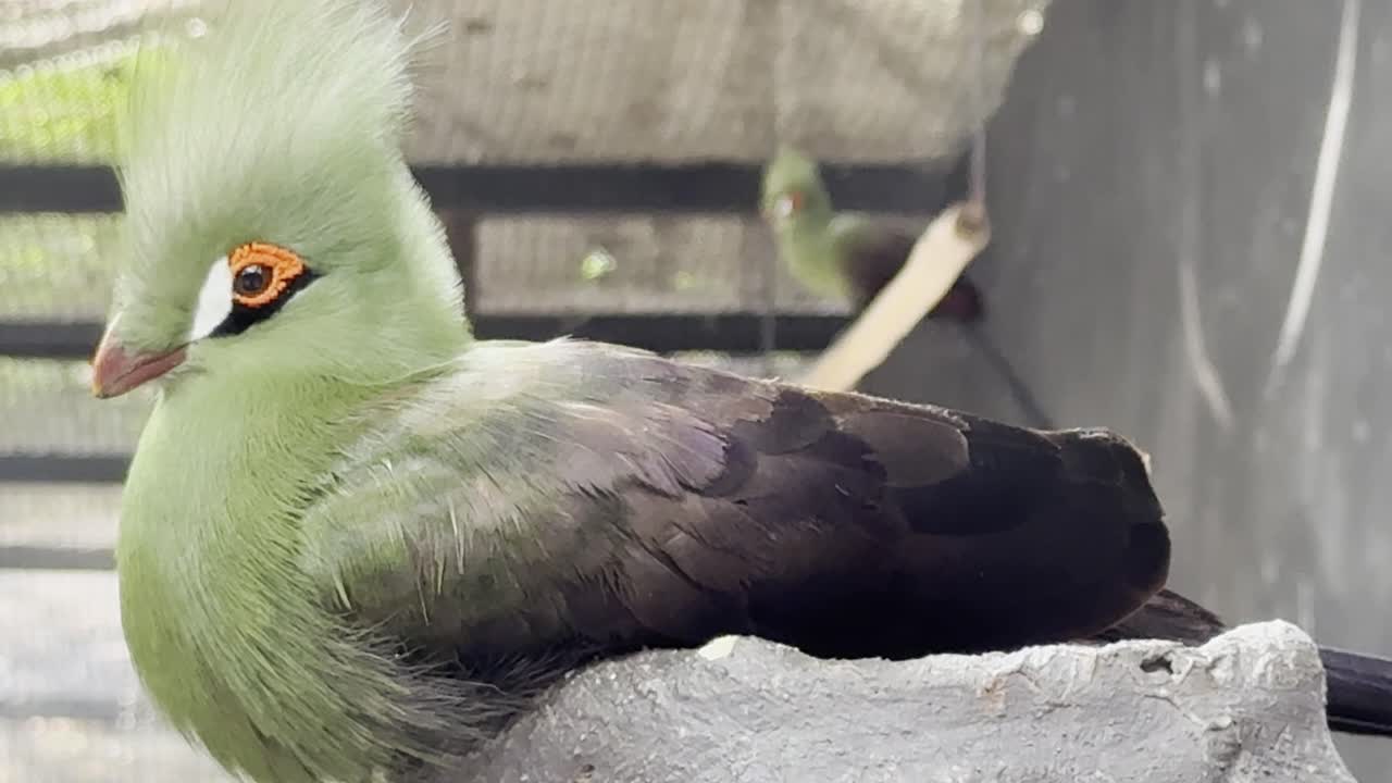 Guinea turaco Bird in bangkok thailand