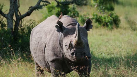 hook-lipped rhinoceros with perching birds over sunny savannah in ol pejeta conservancy, kenya, africa