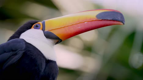 Macro-shot-of-tropical-Ramphastos-Toco-with-orange-beak-turning-head-in-nature