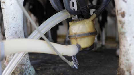 closeup of milking machine extracting milk from a dairy cow. holstein cow being milked from behind in a parallel parlor. modern milk facility.