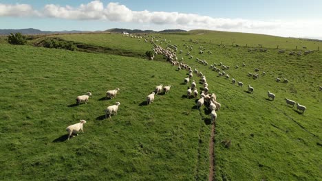 drone follow moving herd of sheep, new zealand countryside, beautiful sunny day