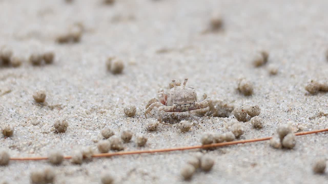 un cangrejo fantasma se mueve a través de la playa de arena