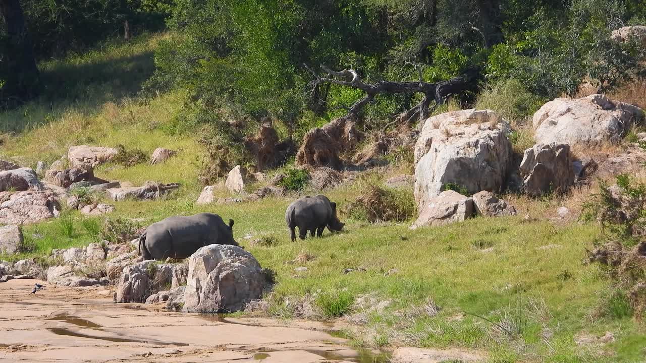 Coppia di rinoceronti al pascolo sull'erba accanto a grandi rocce nel Parco Nazionale Kruger in Sudafrica