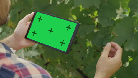 farmer inspecting grape vines with tablet