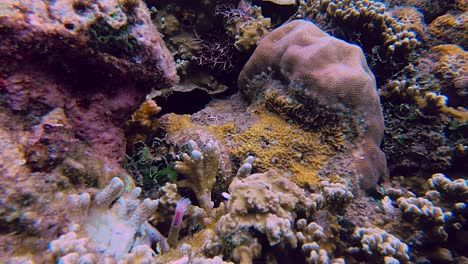 Close-Up-Of-Pink-White-Feather-Duster-opening-in-coral-reef