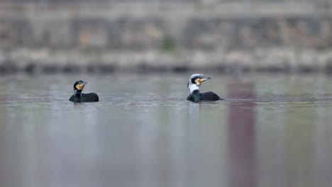 Three-cormorants-swimming-around-on-a-lake-in-the-sunshine