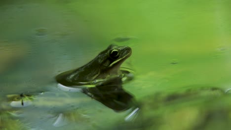 close-up green croaking frog lurking for food and jumping away from water pond