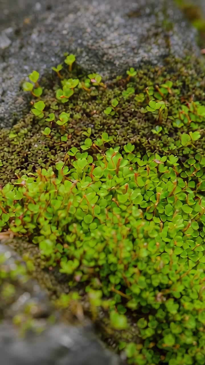 Video verticale: leggero movimento della camera che rivela un fitto manto di foglie verdi su roccia grigia per i dettagli