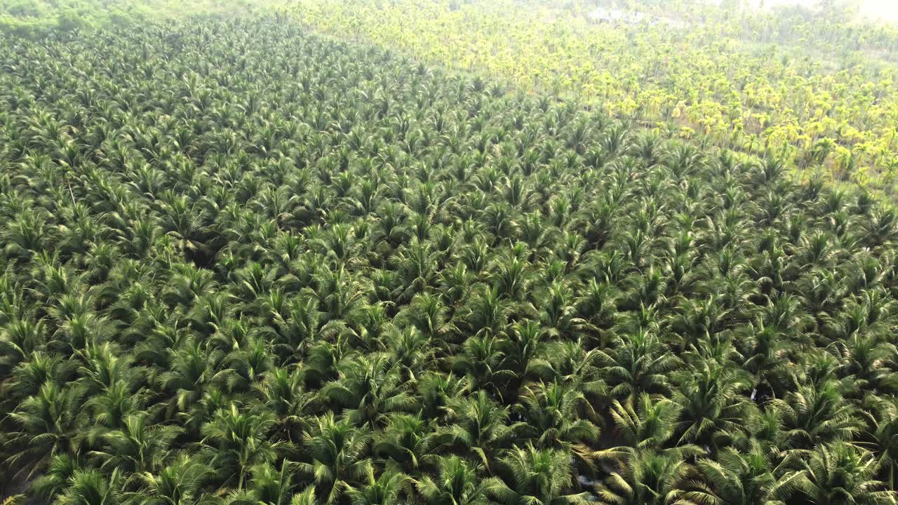 cultivo de cocos para la venta en la agricultura