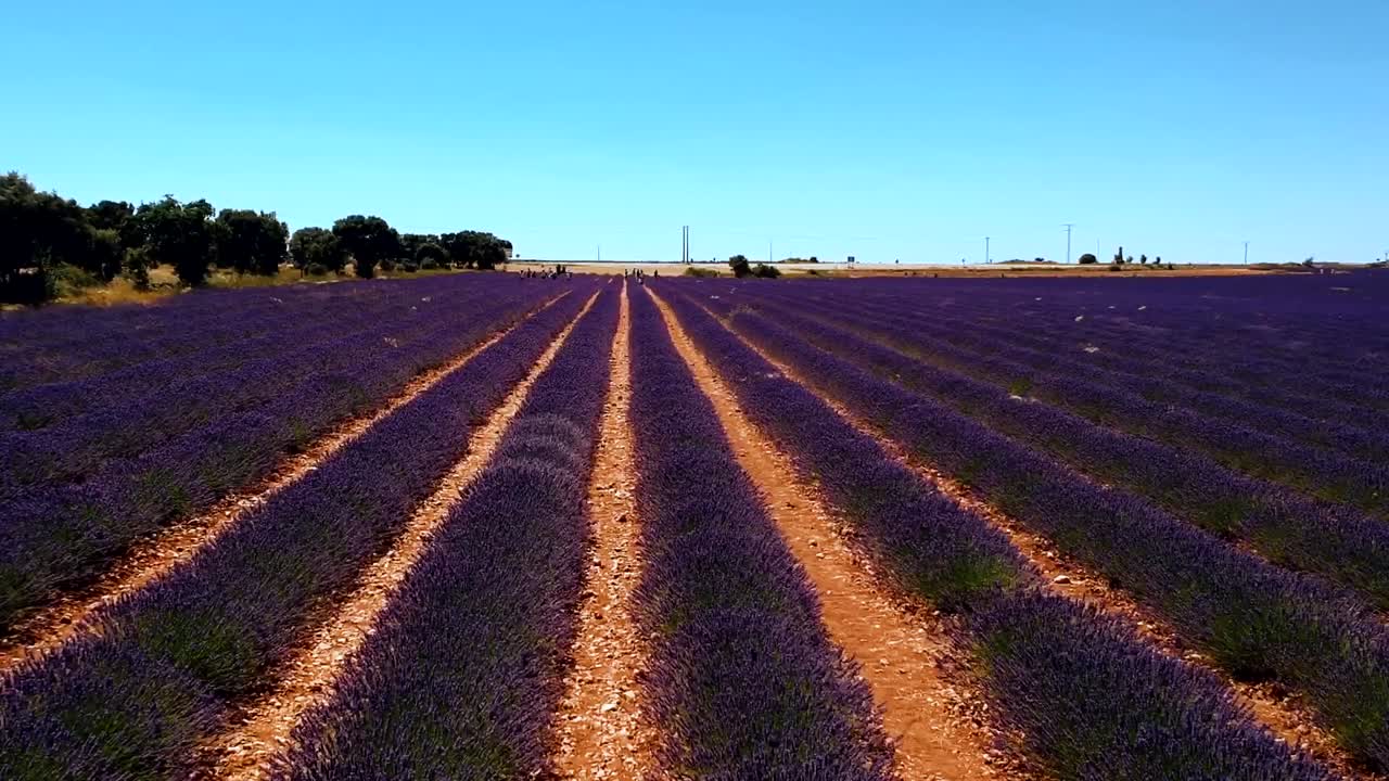 volando sobre filas moradas de flores de lavanda en flor