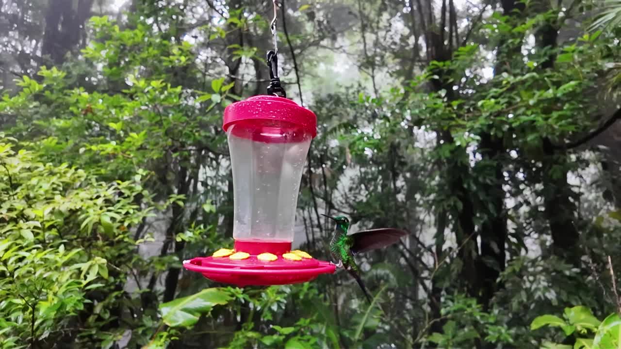 Slow motion close-up of a vivid hummingbird perched near a bird feeder surrounded by lush green foliage in the Monteverde Cloud Forest, Costa Rica.