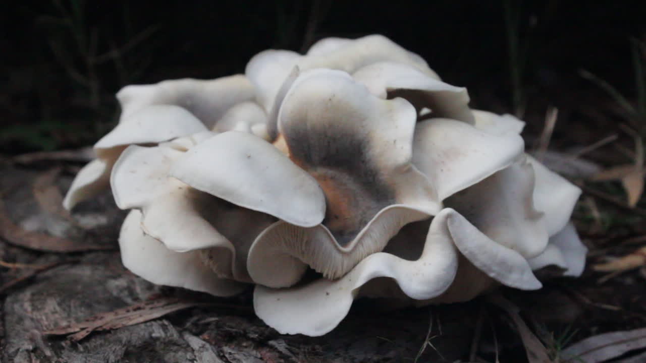 Close-up of a unique mushroom with intricate folds and textures, filmed in a lush forest environment. The soft light enhances the natural beauty, capturing the essence of forest life and decay