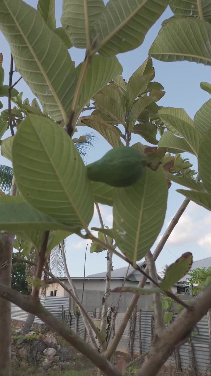 Piccolo frutto di guava verde che cresce su un ramo d'albero