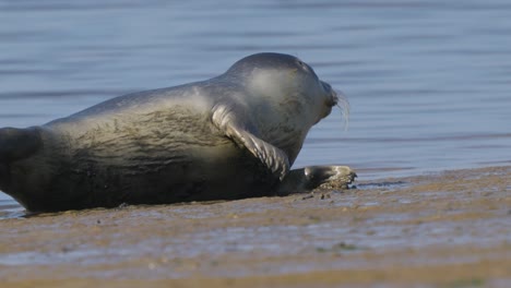 Süßes-Siegel,-Das-Auf-Der-Seite-Am-Strand-Ruht,-Wobei-Die-Wellen-Sanft-Im-Hintergrund-Brechen