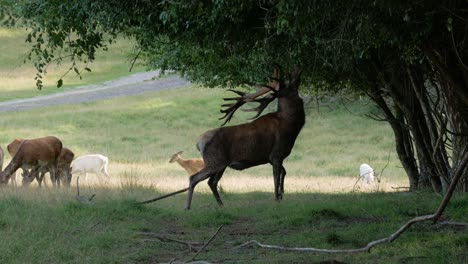 Männlicher-Hirsch-Mit-Großem-Geweih-Greift-Nach-Ast-Vom-Baum