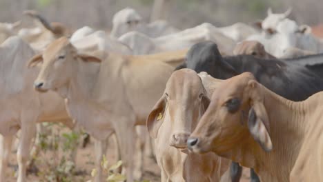 Cattle-farming-at-Minas-Gerais-state,-Brazil