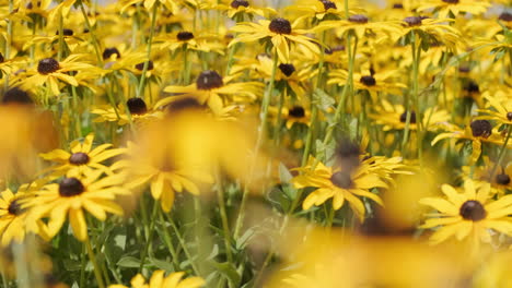 deslizador disparó a través de un campo de flores amarillas de susan de ojos negros