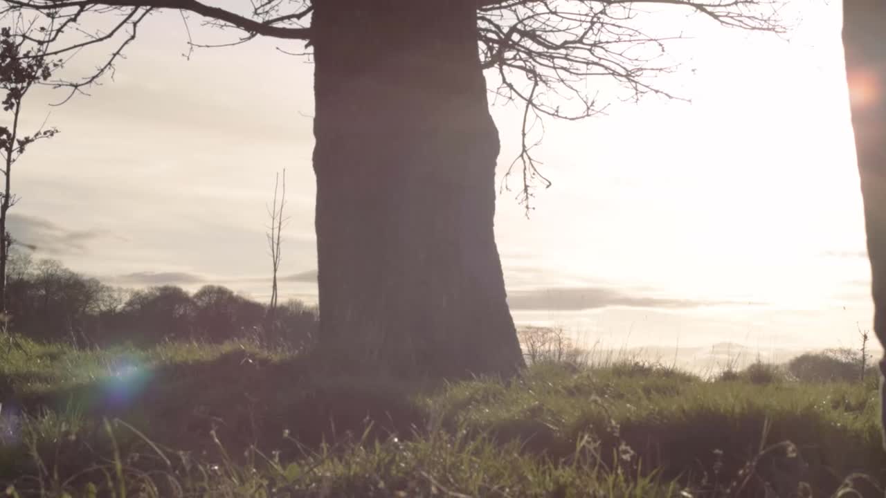 Woman walks in countryside field landscape with trees branches panning shot