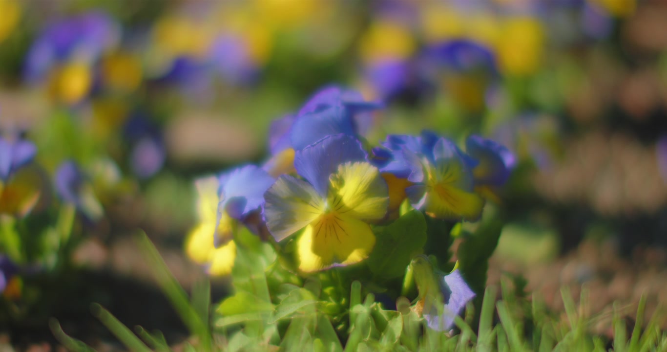 Blomster som svaier i vinden