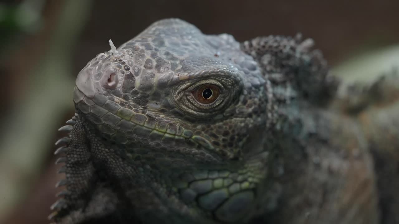 Close-up of an Iguana Head